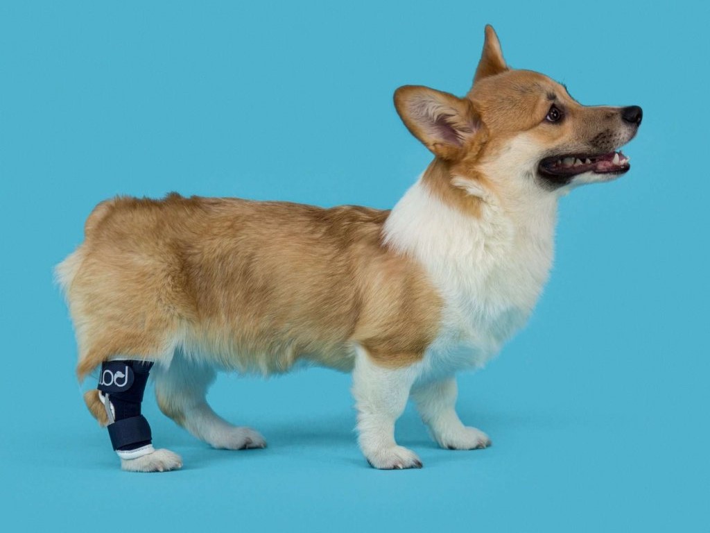 Ortéza na hlezno: pomocník v pohybu pro vašeho psa