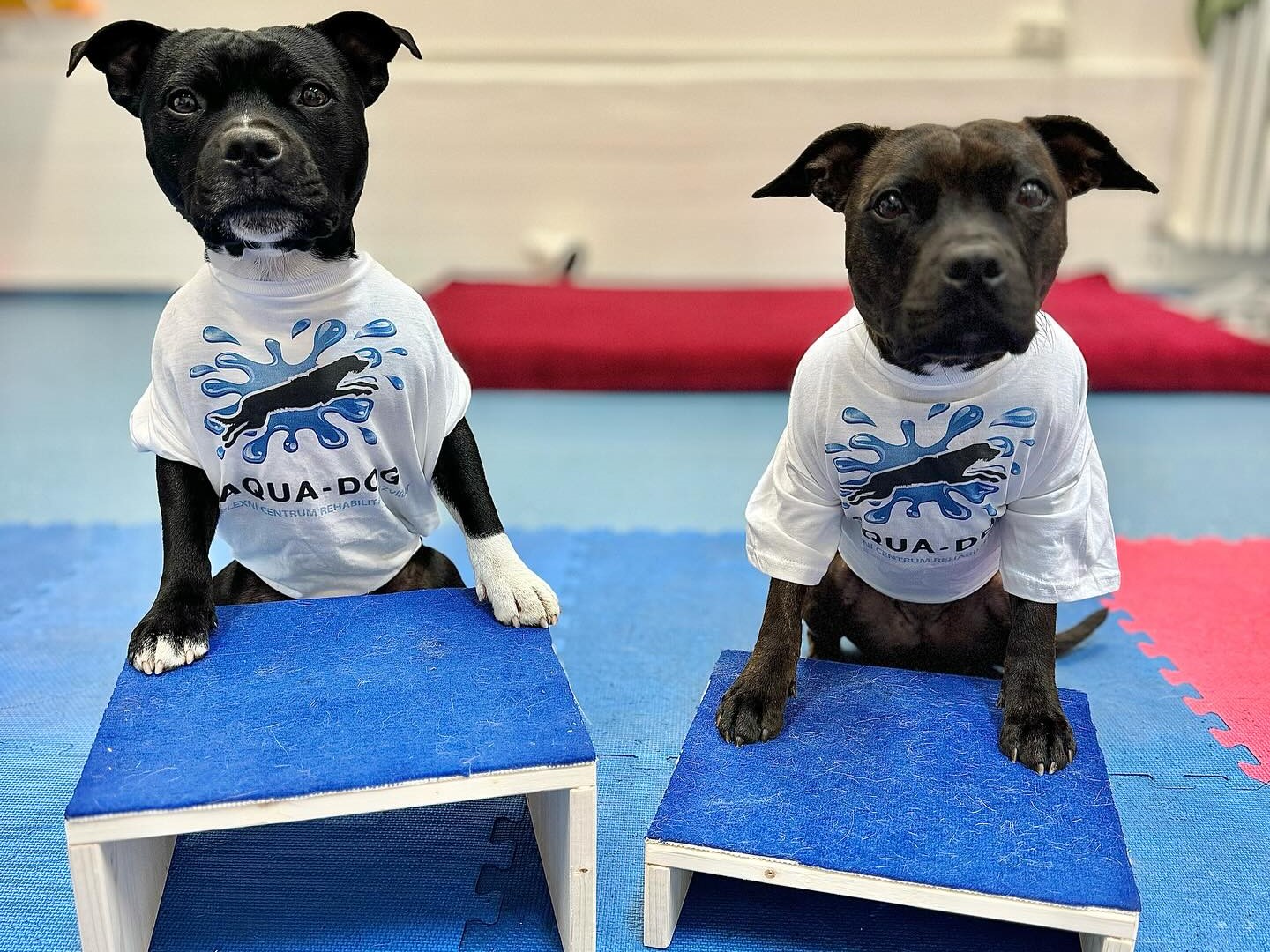 Nový partner v oboru fyzioterapie pro psy: Aqua Dog Praha