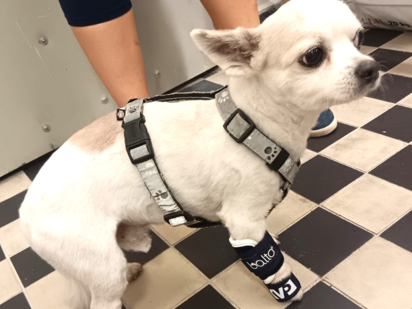 Ortéza na zápěstí s pevnou dlahou: pro psy, kočky a kozy?