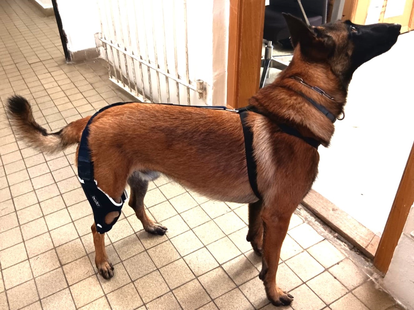 Příběh Belgického ovčáka: Jak mu ortéza změnila život