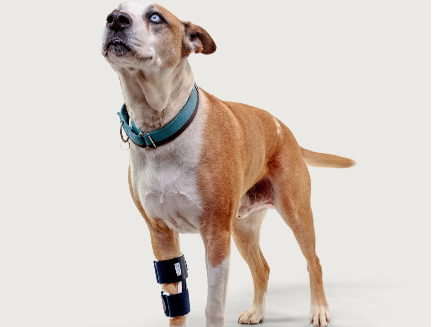 Anatomie psa a běžná zranění kloubů: Jaké ortézy mohou pomoci?