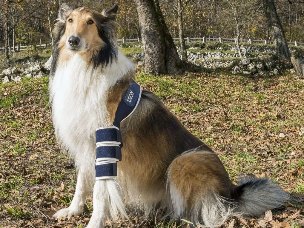 Loketní ortéza pro psy: ochrana a komfort pro vašeho věrného společníka