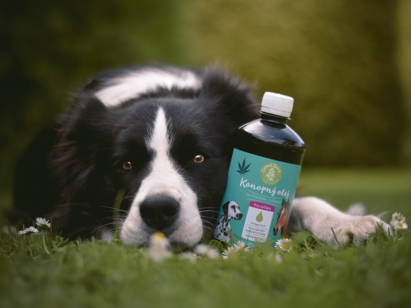 CBD produkty: pomocníci při řadě zdravotních problémů