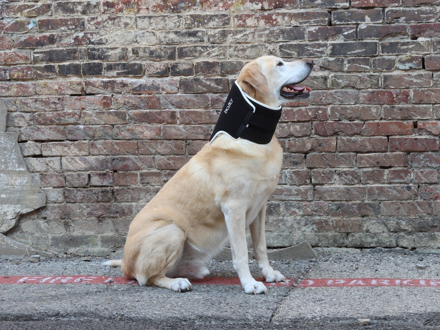 Krční límec pro psa: inovativní podpora pro krk vašeho mazlíčka