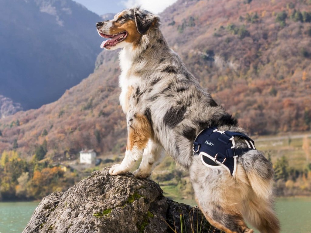 Zdraví kloubů u psů: Prevence a řešení kloubních problémů