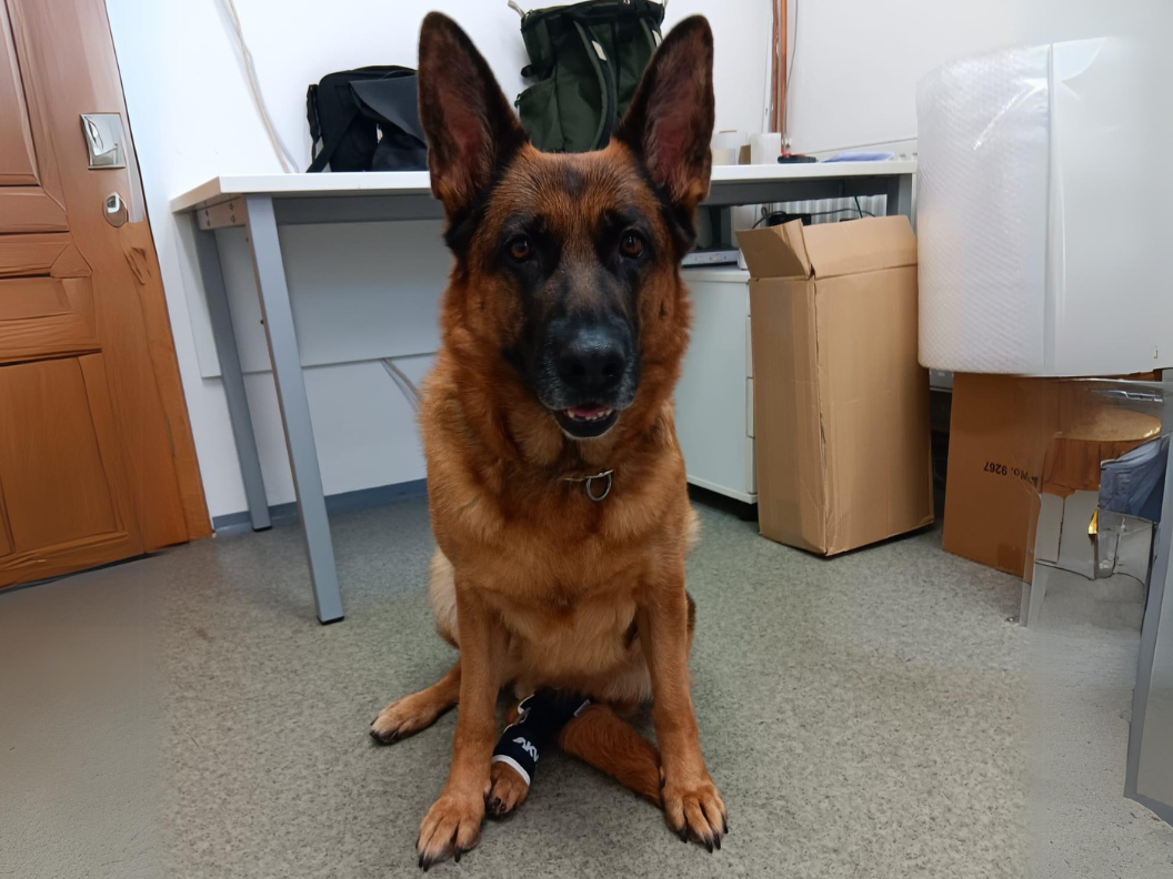 Naděje a radost pro čtyřletou fenku německého ovčáka