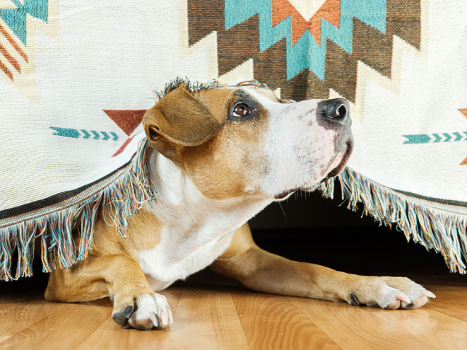 Jak CBD pomáhá zmírnit úzkost psů během bouřky