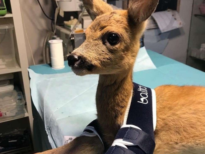 Zraněný srnec a loketní ortéza