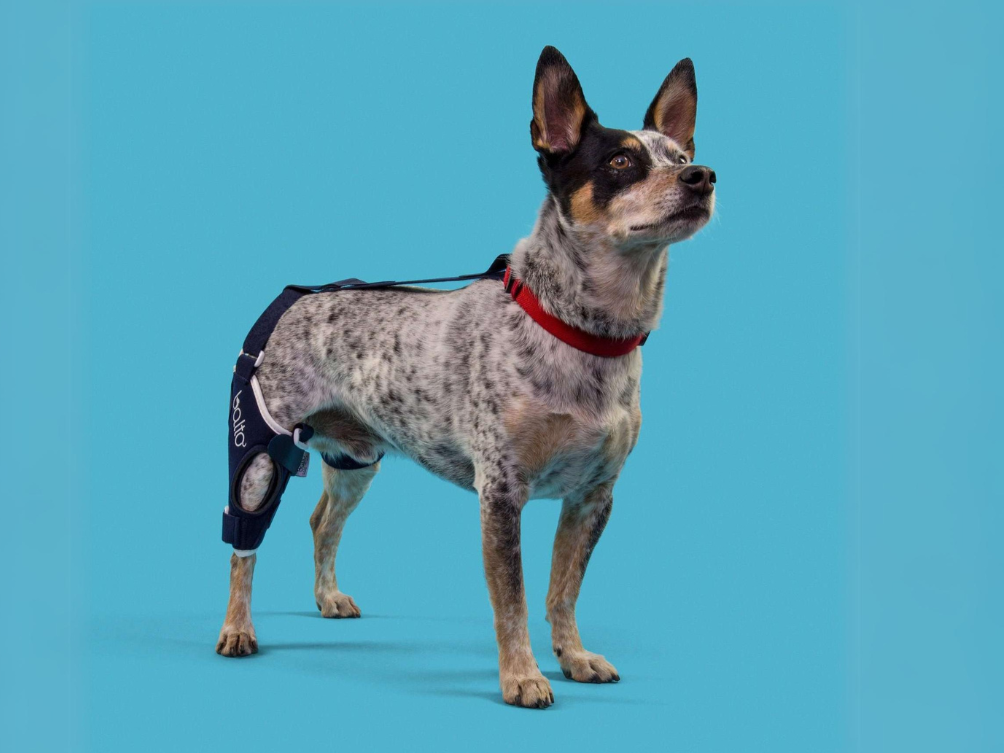 Jak vybrat správné materiály pro psí ortézu